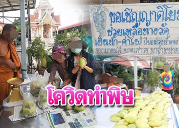 พิษโควิด!พระวัดดังสมุทรปราการ ขายมะม่วงหาค่าน้ำ-ไฟ